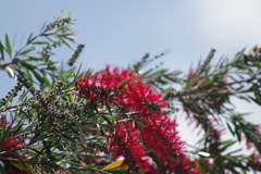 ブラシの木・花と蕾