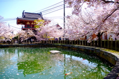 四天王寺丸池越しの北鐘堂