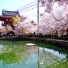 四天王寺丸池越しの北鐘堂