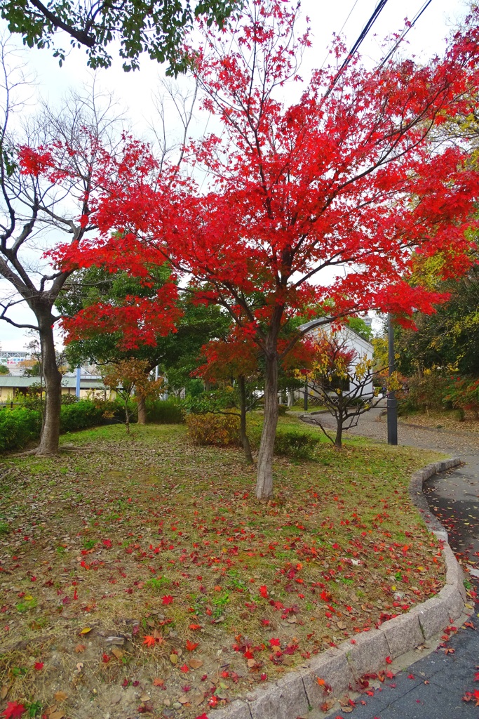 鮮・赤紅(シャッコウ)