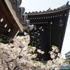 八重桜-一心寺