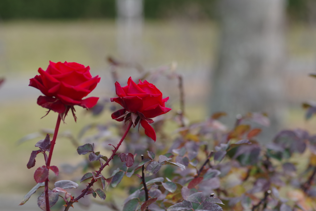 大寒薔薇カルディナール