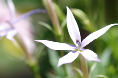 イソトマ-長居植物園