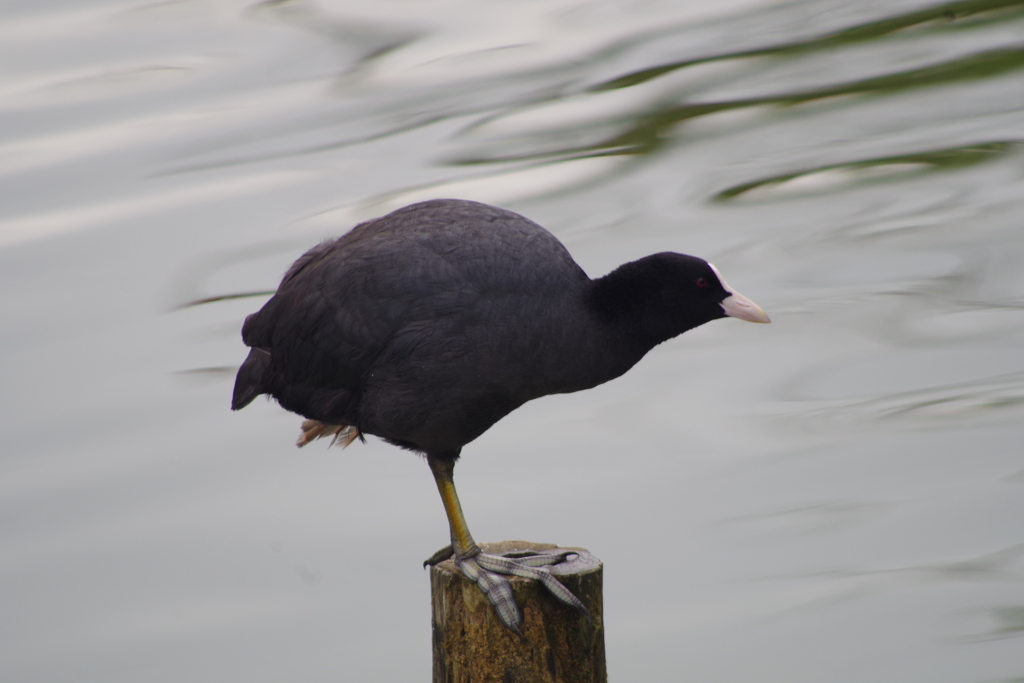 鷭の足-桃ヶ池公園