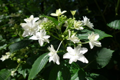 隅田の花火-長居植物園