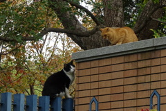 長居公園の野良猫達②