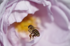 薔薇に日本蜜蜂