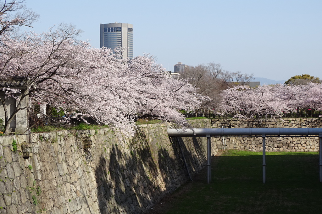 空堀の桜