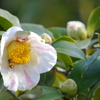蜂椿