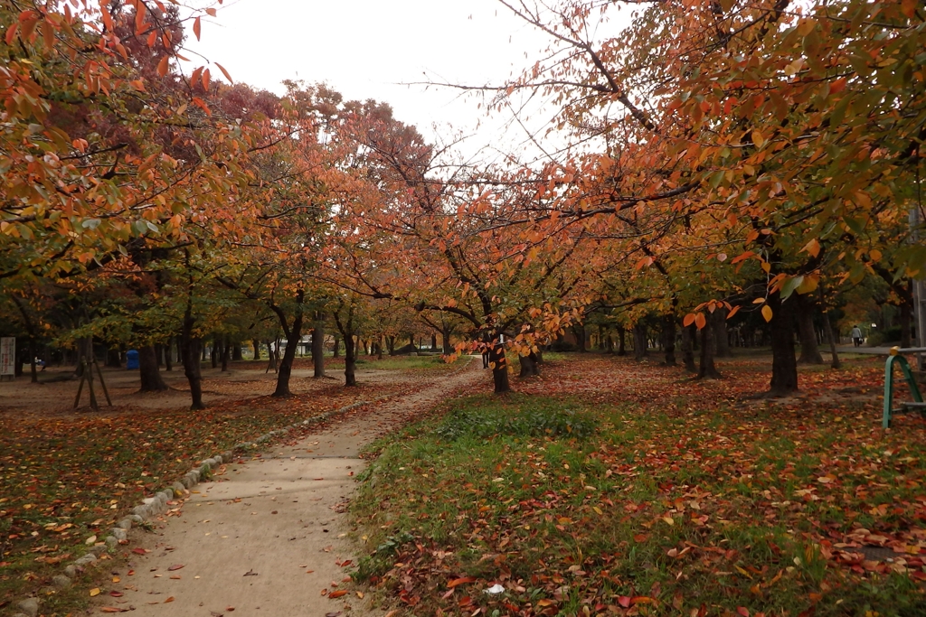 紅葉の桜道