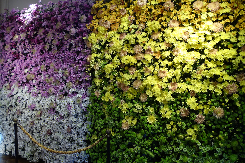 マム<菊>展⑤