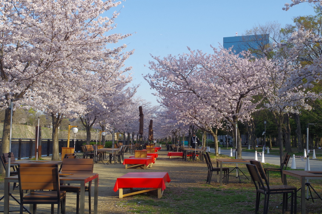 東外堀沿の桜
