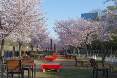 東外堀沿の桜