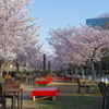 東外堀沿の桜