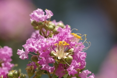 百日紅2種の雄蕊
