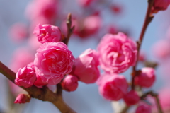 薔薇之如摩耶紅