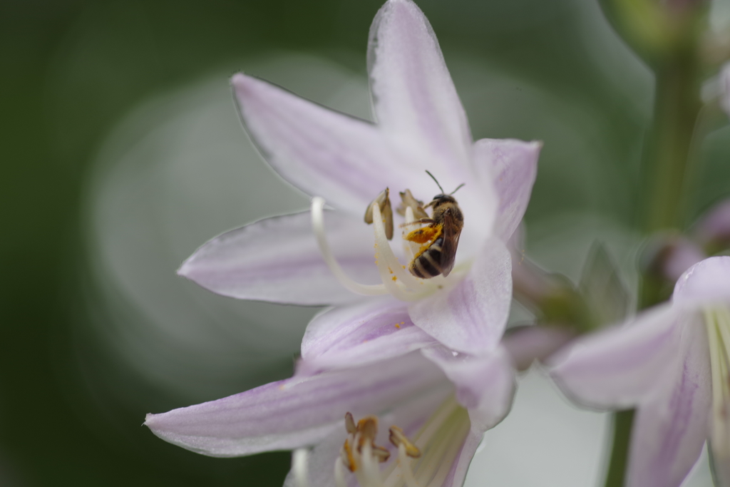 擬宝珠の中の蜜蜂