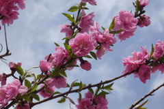 花桃-桃が池公園①