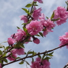 花桃-桃が池公園①