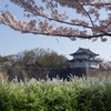 一番櫓と桜と雪柳
