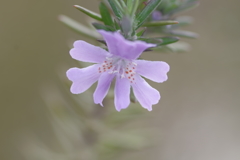 微小花「?」