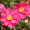 山茶花二輪