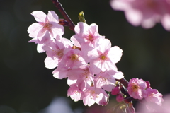 陽光の中の陽光桜