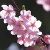 陽光の中の陽光桜