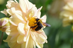 Carpenter Bee