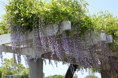 藤棚-長居植物園