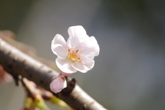 染井吉野開花