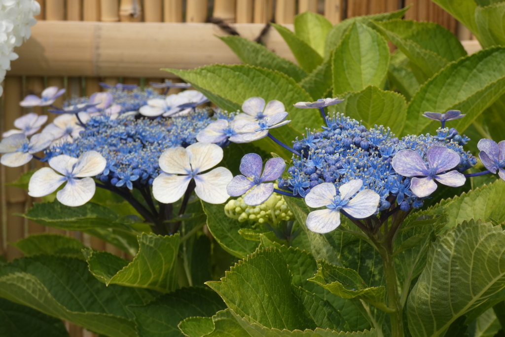 額紫陽花-長居植物園