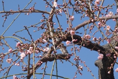 枝垂梅⑤