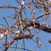 枝垂梅⑤