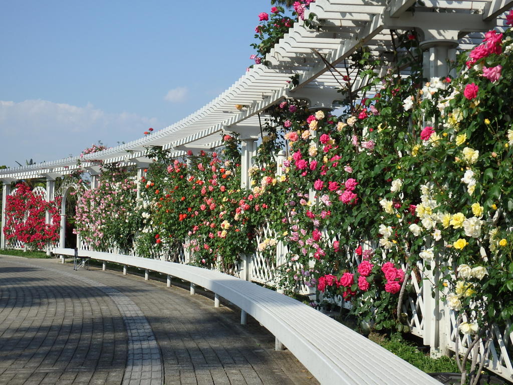薔薇園-長居植物園 4