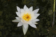 睡蓮-慶沢園