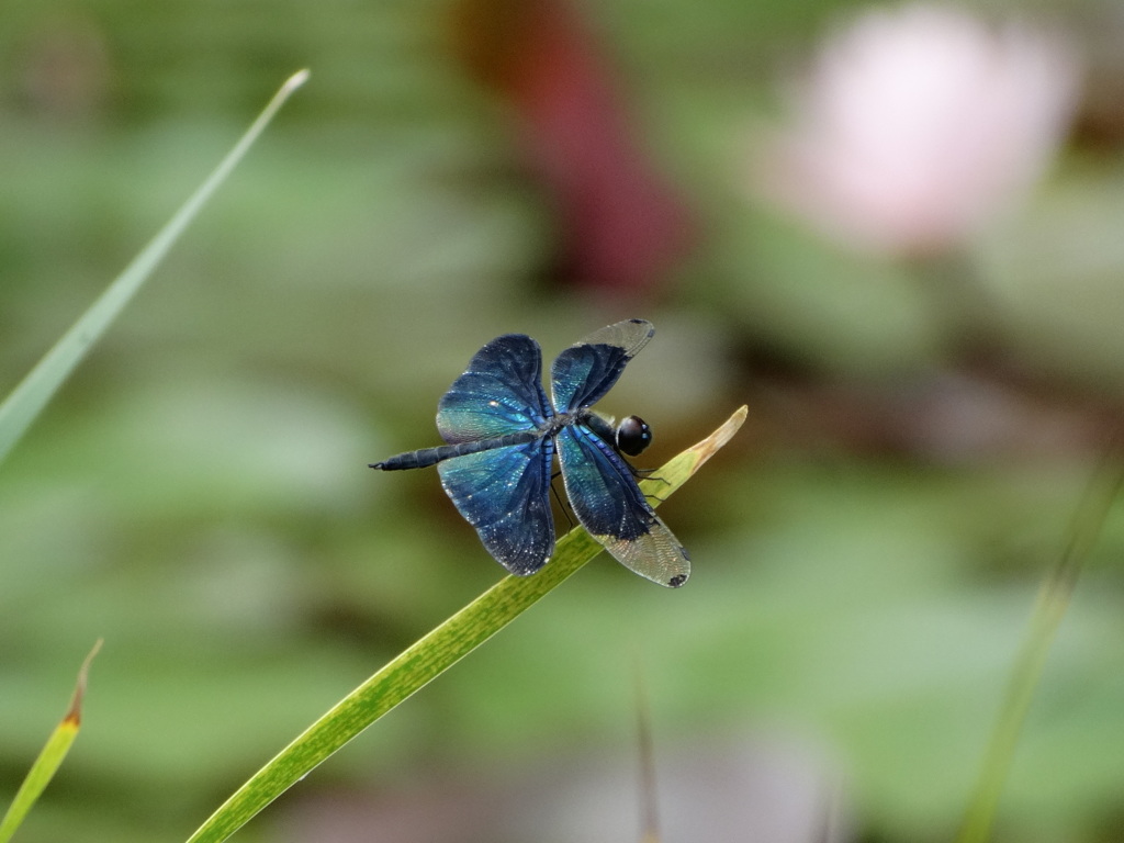 蝶蜻蛉-長居植物園