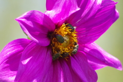 花潜にダリア