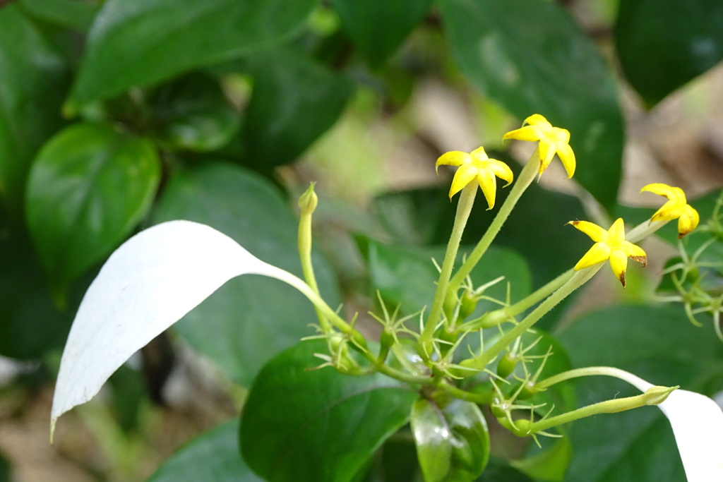 崑崙花