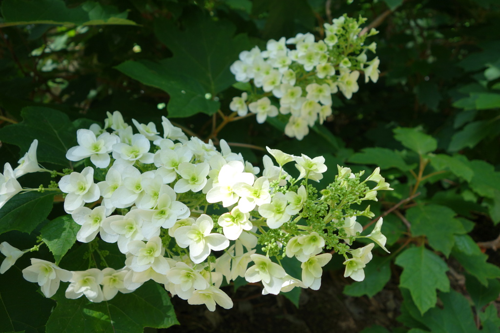 柏葉紫陽花-長居植物園
