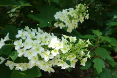 柏葉紫陽花-長居植物園