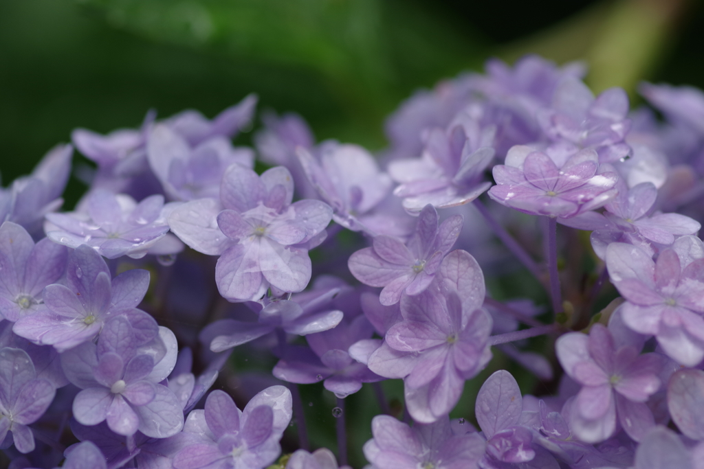 雨後の八重咲紫陽花