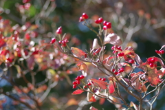 花水木の紅葉と実