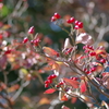 花水木の紅葉と実
