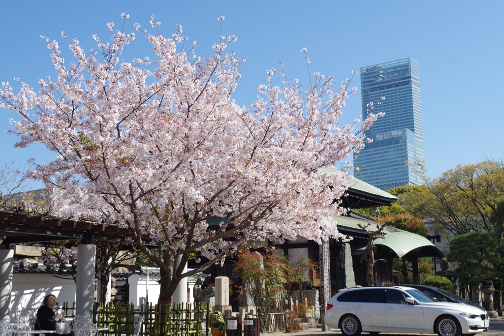 染井吉野-一心寺