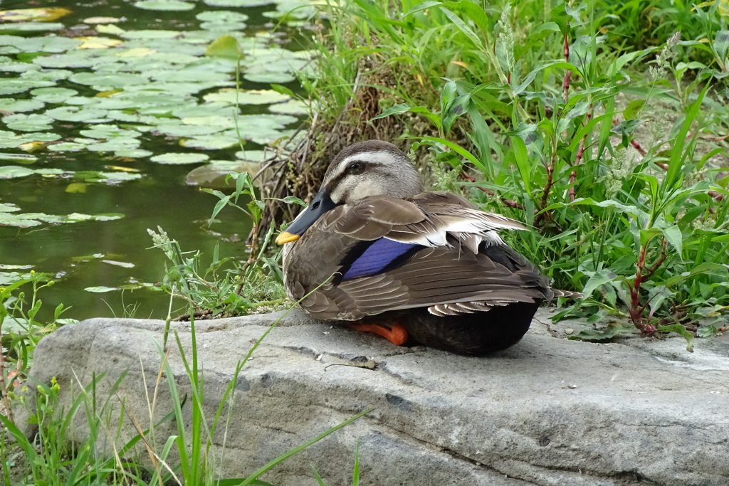 軽鴨♂-天王寺公園