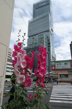 立葵とハルカス