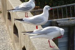 百合鴎-桃が池公園