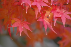紅い葉