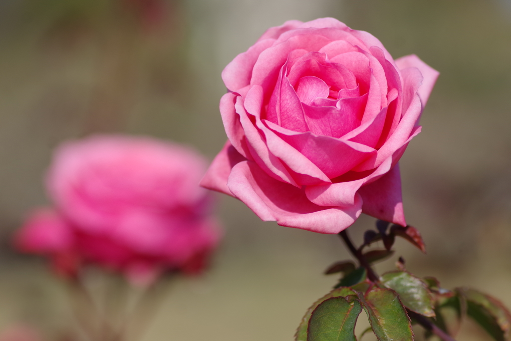 冬薔薇「ジーン・ボーナー」